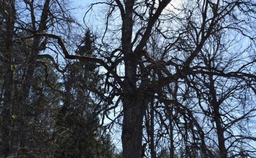 4_Joniškės liepa (5)_r1.jpg